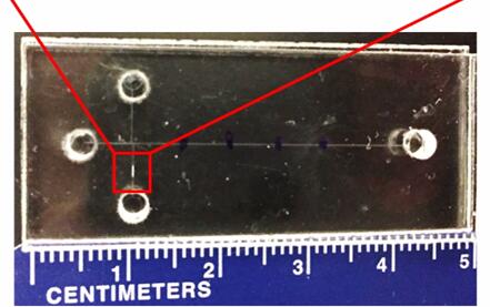 能夠預測早產風險的微流控芯片