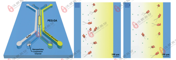 Modeled biological chemotaxis