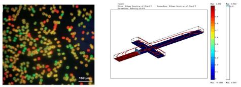3.基于微膠囊包被的單細胞分選與培養