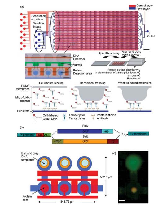 高通量集成微流控芯片中利用機械力限制捕獲弱相互作用保留測定和繪制轉錄因子和蛋白相互作用譜圖 (a) 集成 2400 反應腔室和 7233 個微閥的芯片示意圖, 測定轉錄因子與目標 DNA 結合作用力的測定過程; (b), (c) 利用體外蛋白翻譯系統結 合芯片中限制捕獲弱相互作用保留研究蛋白間相互作用芯片示意圖和實際測定中的熒光照片