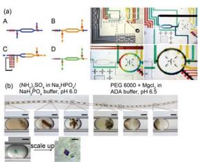 集成微流控芯片中研究蛋白質結晶條件的高通量篩選 (a) “自動化配方”式微流控芯片裝置結構示意圖與芯片實物圖, 微閥 與微泵的配合形成定量式的微注射于微混合器, 定量控制不同溶劑 與沉淀劑所占的比例; (b) 利用集成微流控芯片微液滴技術研究不同條件下膜蛋白的單晶形成和分子結構