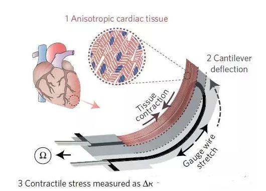 多材料3D打印器官芯片