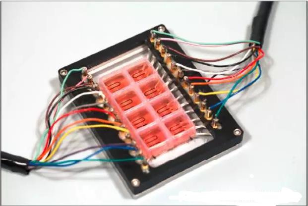 細胞種植后的多孔心臟器官芯片