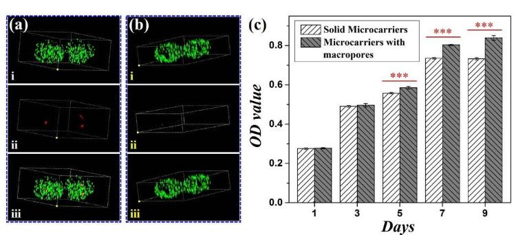 6.大孔微載體與實(shí)心微載體對(duì)包裹的細(xì)胞活性的比較