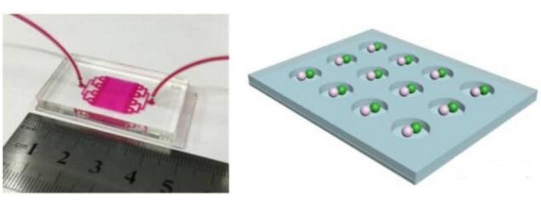 用于單細胞捕捉及配對的微流控芯片示意圖