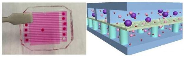 用于循環腫瘤細胞（CTCs）分選-計數的微流控芯片示意圖