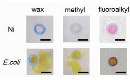 分別利用三種隔離圖案進行Ni(Ⅱ)離子和細菌檢測