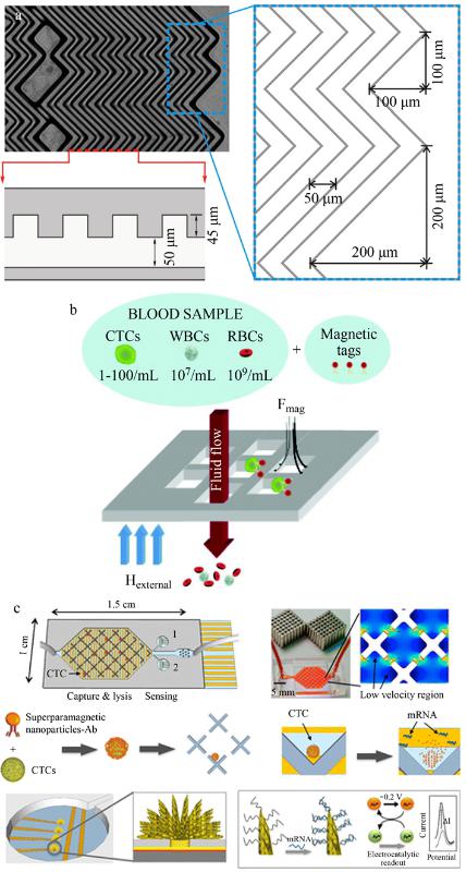 CTCs親和分選裝置(a)魚骨結(jié)構(gòu)微漩渦發(fā)生器、(b)抗體標(biāo)記的磁性粒子捕獲CTCs及(c)速度谷分選芯片、電化學(xué)裂解電極、納米結(jié)構(gòu)傳感器的示意圖