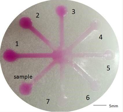 基于微流控技術(shù)的紙芯片用于亞硝酸鹽檢測