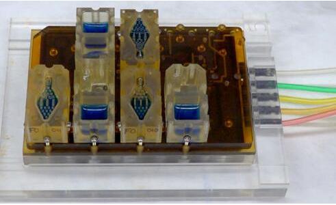 EVATAR是一款口袋大小的女性生殖系統模型，血樣流體（藍色）將流經含有微型器官的孔