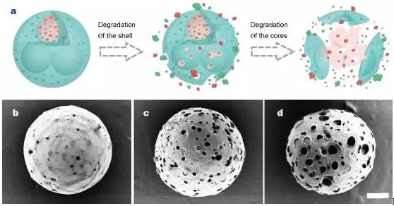 Figure 3 In vitro accumulative CPT and DOX release from GelMa-PLGA core-shell microparticles. (a,c)Drugs release from thin shell (22 μm) microparticles; (b, d) drugs release from thick shell (60 μm) microparticles.(c,d) The first 12 h processes of (a,b), respectively. Error bars represent standard deviations.
