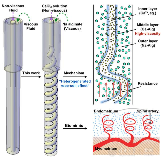 含螺旋血管通道的水凝膠纖維制備技術上取得新進展