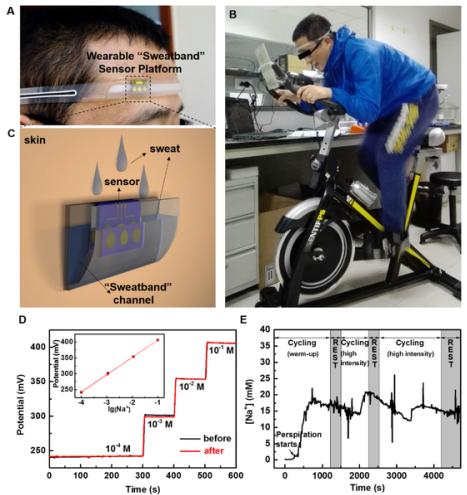 圖2.（A）、（B）和（C）為可穿戴“導汗帶”汗液傳感器設備的照片和示意圖；（D）汗液傳感器芯片在穿戴前和穿戴后對不同濃度標準Na＋溶液的校準曲線；（E）為汗液傳感器在人體上運動過程中實時連續監測汗液中Na＋濃度變化的曲線圖。