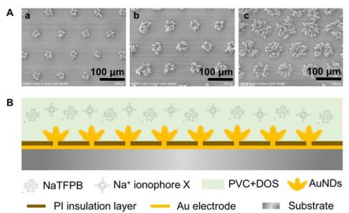 圖1.（A）電沉積制備不同比表面積的三維金納米結構固體接觸傳導陣列電極；（B）全固態離子選擇性陣列電極構建的結構示意圖。