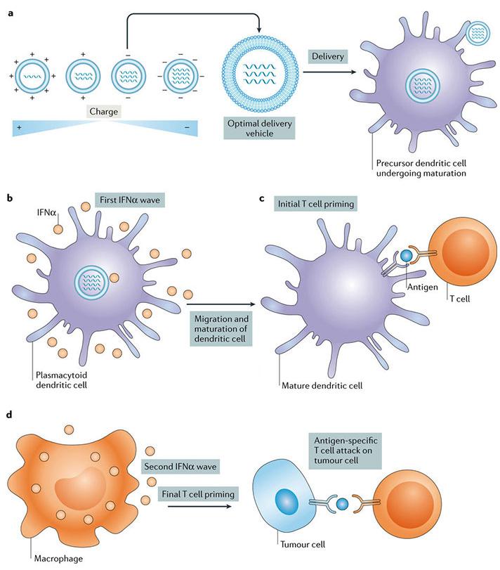 增強癌癥免疫治療的藥物載體