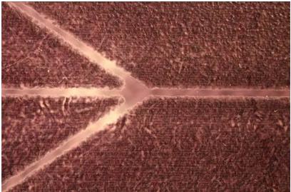 噴涂在透明聚合物材料上的蠟層（充當紫外曝光制作微流控芯片的掩膜板）