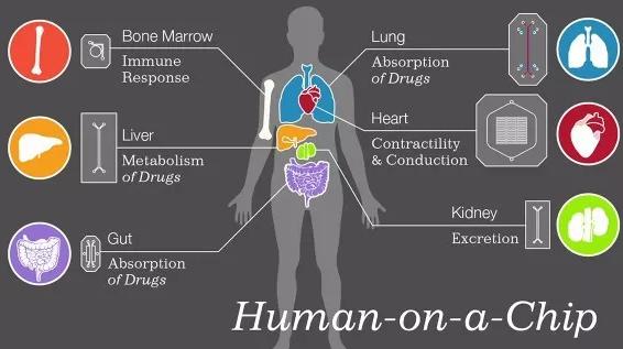 微型人類器官誕生—肝臟芯片