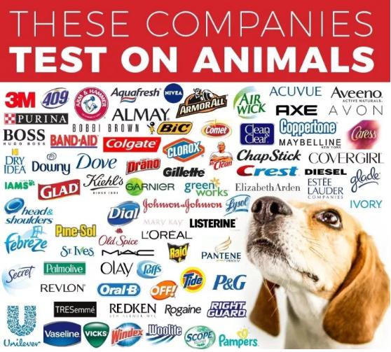 全球藥物研發在動物身上測試圖