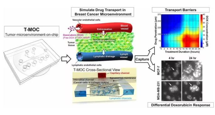 精準醫療的有力工具——微流體裝置，模擬癌癥治療與動物研究同樣有效