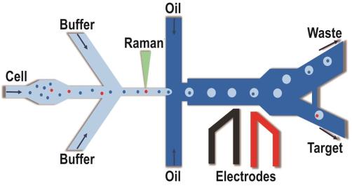 拉曼激活單細胞液滴分選（RADS）系統示意圖
