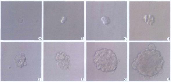 圖4 動態觀察96孔板培養的單個腫瘤干細胞
