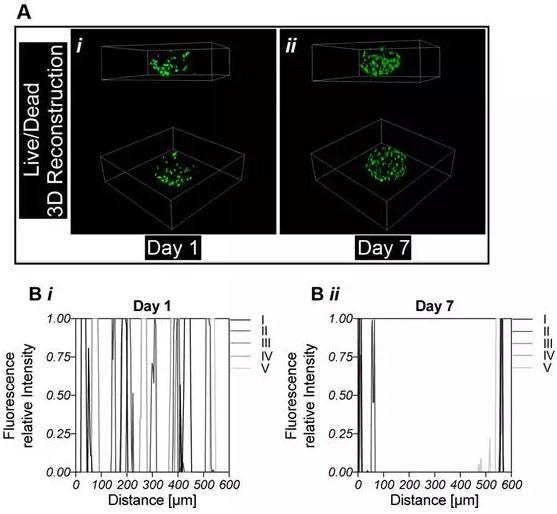 封裝后對細胞分化能力檢測
