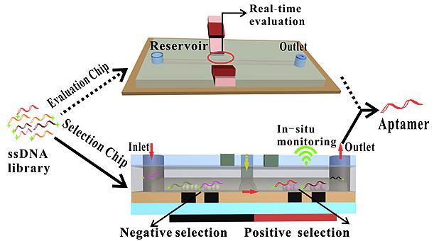 多功能微流控篩選平臺用于核酸適配體高效篩選