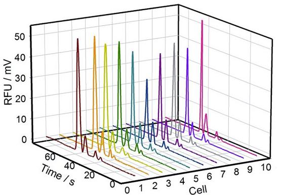 圖2. 10組單個(gè)PC-12細(xì)胞內(nèi)Na+、K+、Mg2+、Ca2+的電泳譜圖