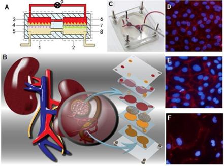 腎芯片結(jié)構(gòu)和實(shí)物示意圖及細(xì)胞照片