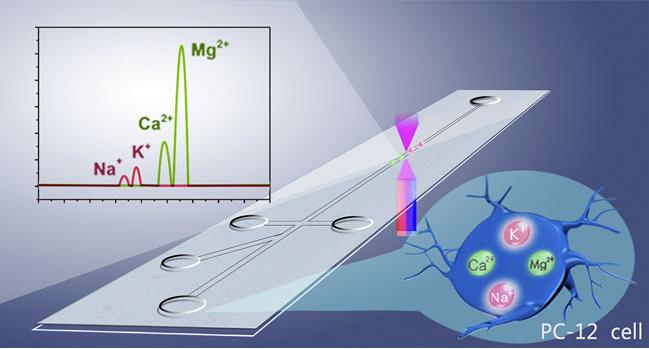 圖1. 基于微流控系統(tǒng)的單個(gè)PC-12細(xì)胞內(nèi)Na+、K+、Mg2+、Ca2+的同時(shí)測(cè)定原理圖