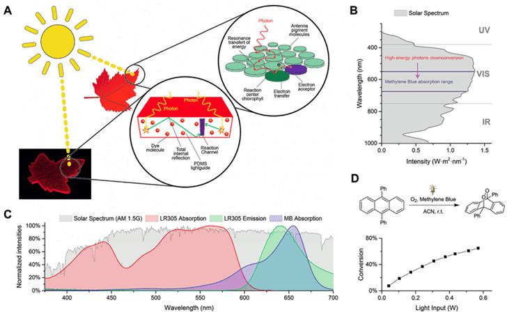 圖1. A.仿葉片微流控光催化裝置的工作原理；B和C.甲基藍（MB）與LR305熒光染料的吸收光譜在太陽光譜中的位置；D. 9,10-二苯基蒽在單線態氧下的環化加成反應。圖片來源：Angew. Chem. Int. Ed.