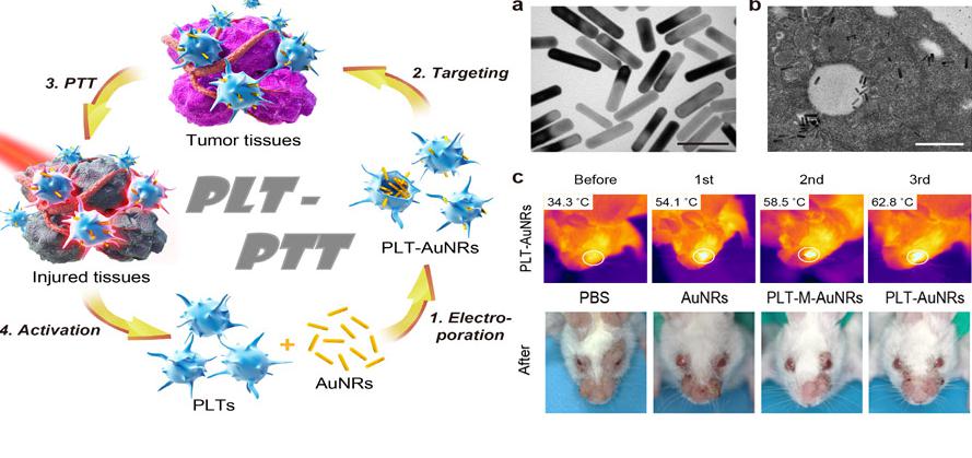 腫瘤細(xì)胞治療策略和效果