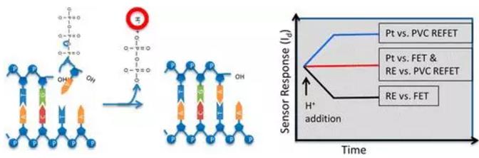 聚合酶鏈?zhǔn)椒磻?yīng)（PCR）