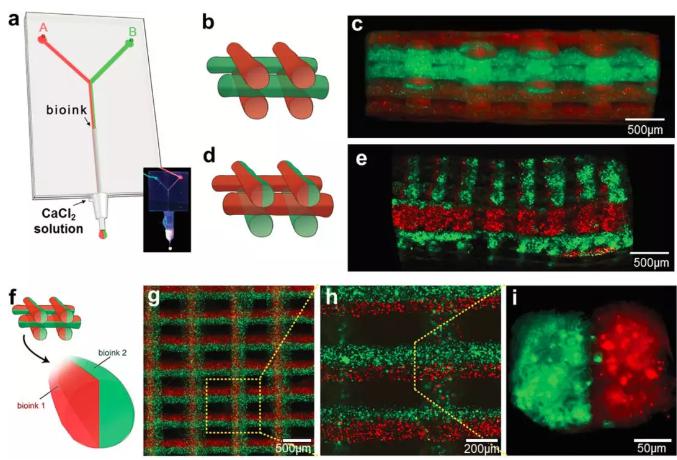 “Y”型通道的微流控芯片