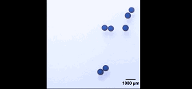 圖2. 液滴對外加磁場的響應。圖片來源：Nature