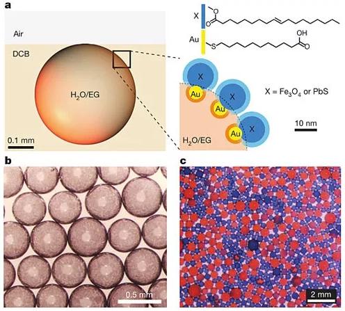 圖1：表面活性劑的設計及圖像。圖片來源：Nature