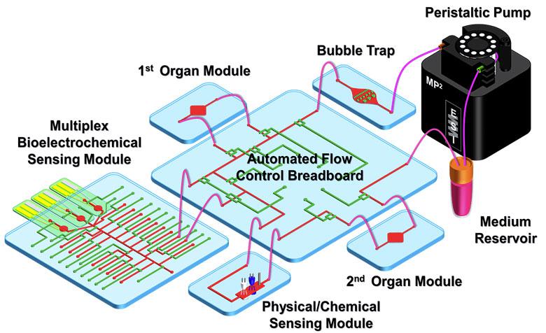 器官芯片自動化藥物篩選