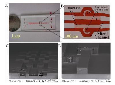 圖4 細胞芯片圖像 (A：實物圖；B：單元光學圖； C 和 D：SEM 圖像)