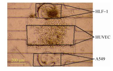 圖 7 三種細胞在芯片腔體內共培養 (24 h)