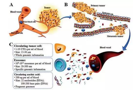 圖1：癌癥的形成（A）、轉移（B）及循環腫瘤標志物的特點（C）