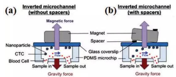 圖3：基于免疫磁珠分離CTCs的微流控系統