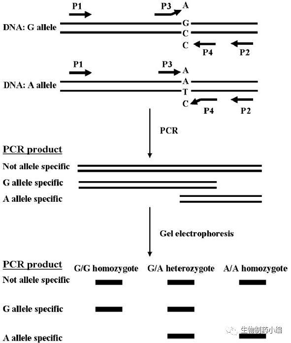 ARMS PCR原理，簡單省錢的方法設計設計一套引物，分為inside和outside，突變的位點無法配對擴增，通過凝膠電泳區分PCR產品大小來做點突變判斷。