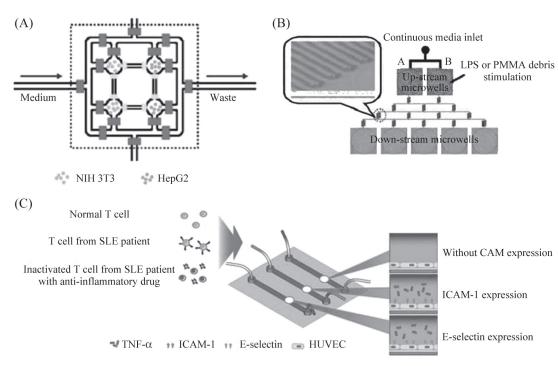 圖7細(xì)胞間相互作用研究示意圖