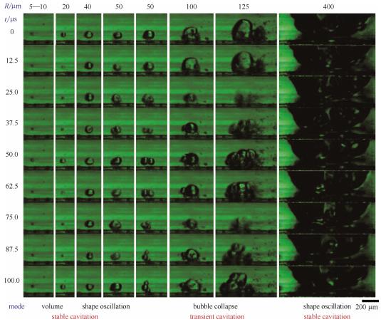 圖5微通道中不同半徑氣泡的微觀空化行為（每列的9張連續(xù)圖片選自于拍攝幀速80000幀/秒、曝光12μs的視頻。圖片的時(shí)間間隔為12.5μs。圖片底部標(biāo)出了不同半徑氣泡的振蕩模式）