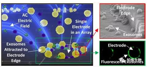快速分離血漿中的外泌體，檢測外泌體相關(guān)的生物標志物