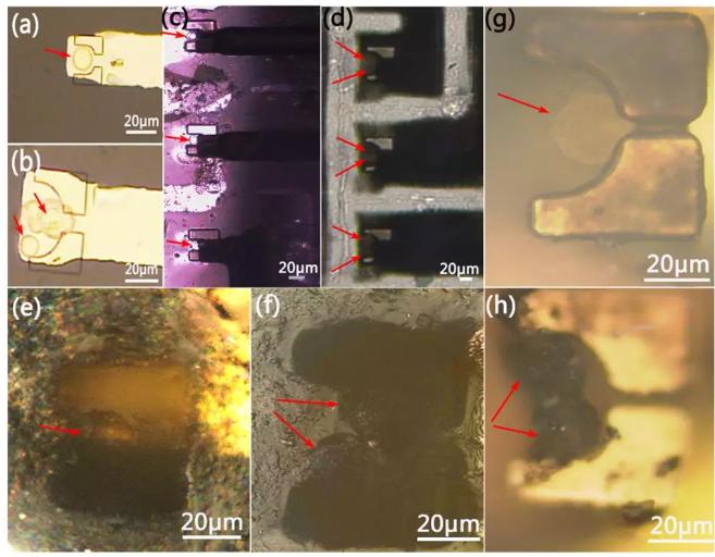 圖4 單細胞和雙細胞捕獲在相應微槽位置的顯微圖
