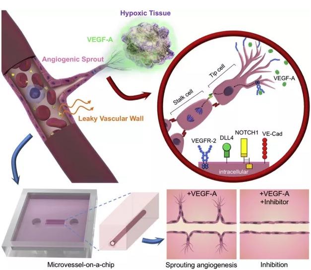 本研究中芯片上VEGF誘導的血管新生的概念圖。圖片來源：EBioMedicine