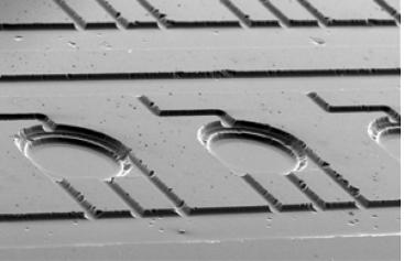 來自Gong等煩人多重集成PCR原型