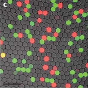 數字PCR用于罕見突變檢測