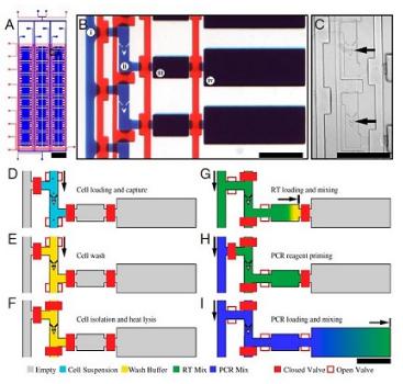 單細胞RT PCR分析，來自White等，PNAS，2011